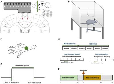 Interhemispheric neural characteristics of noxious mechano-nociceptive stimulation in the anterior cingulate cortex